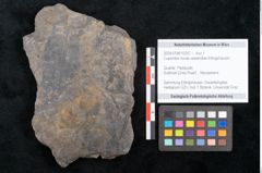 Foto (Objekt + Etikett) von Cupanites novae zeelandiae Ettingshausen (NHMW-GEO-2024-0188-10257)